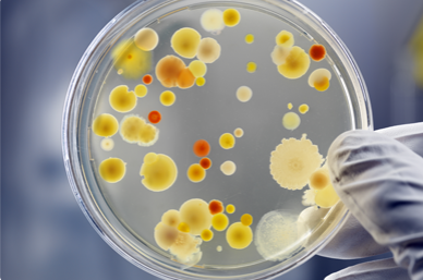 ATCC15531肺炎支原體-C3